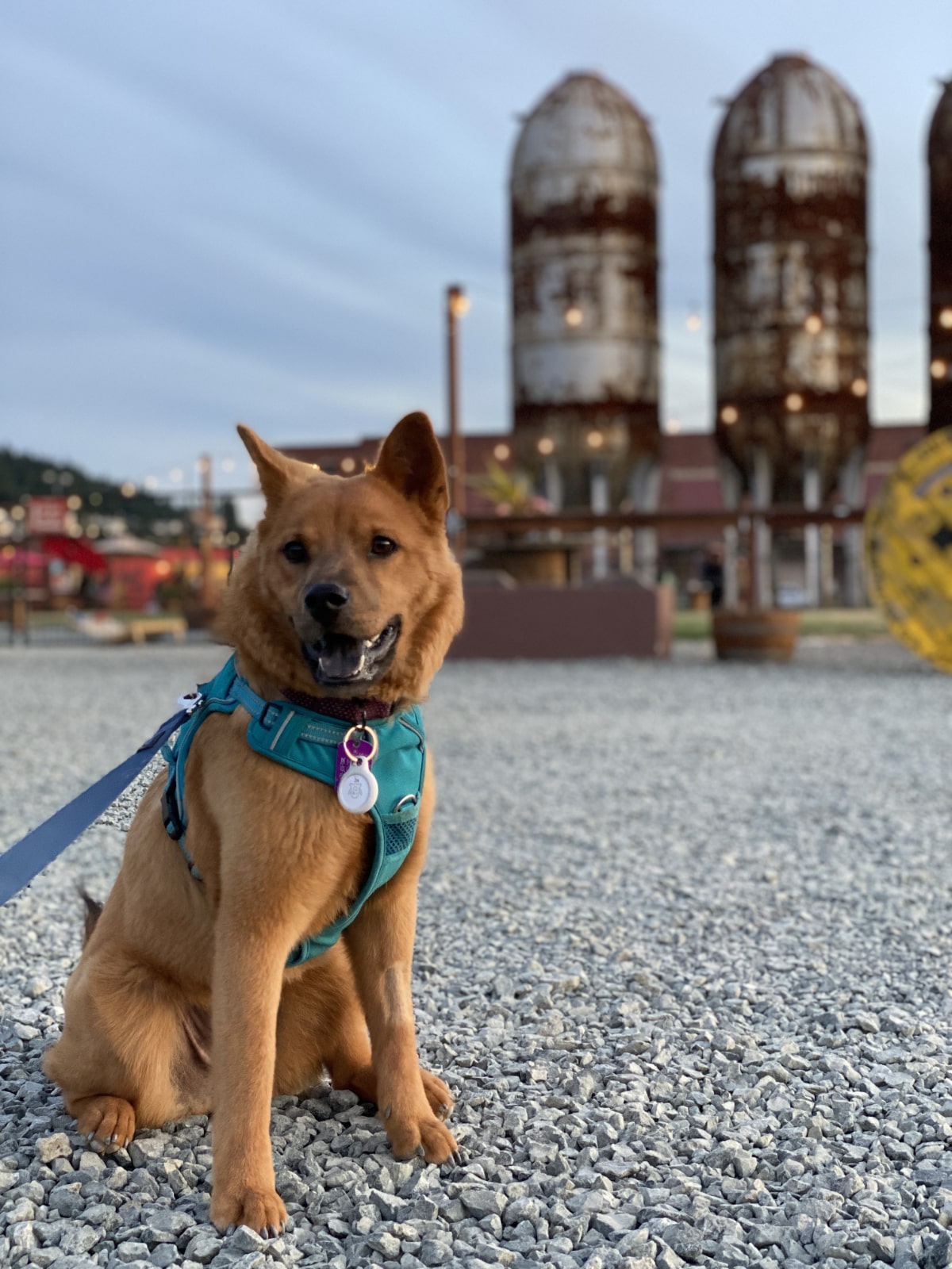 dog at Trackside in Bellingham WA