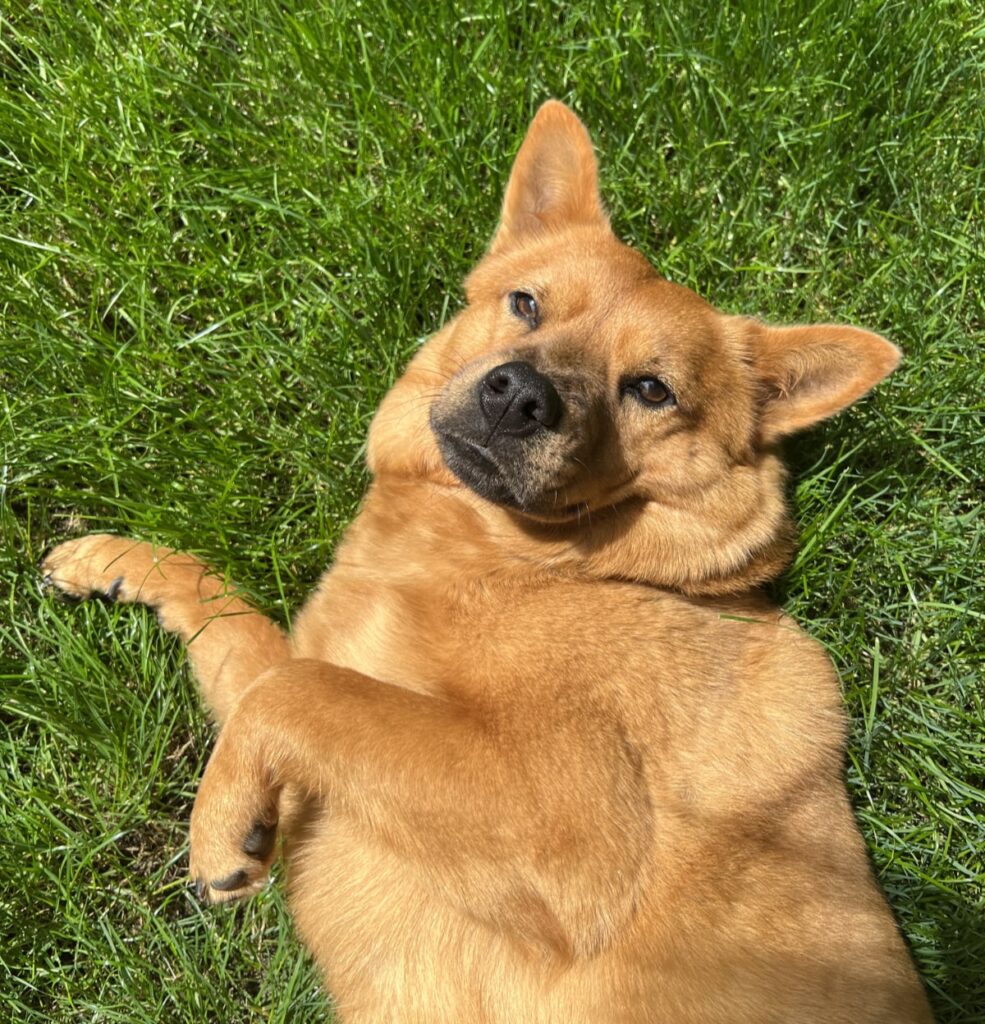 dog laying on grass